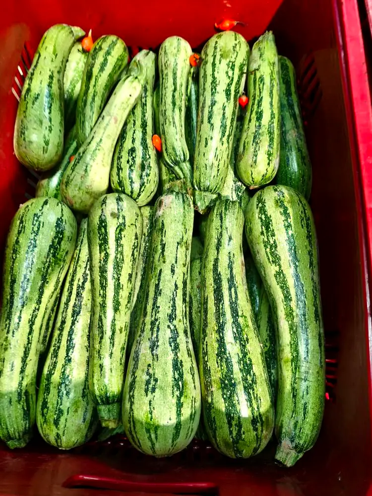 Caixa de abobrinhas