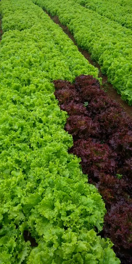 Canteiros de alface crespa verde e roxa