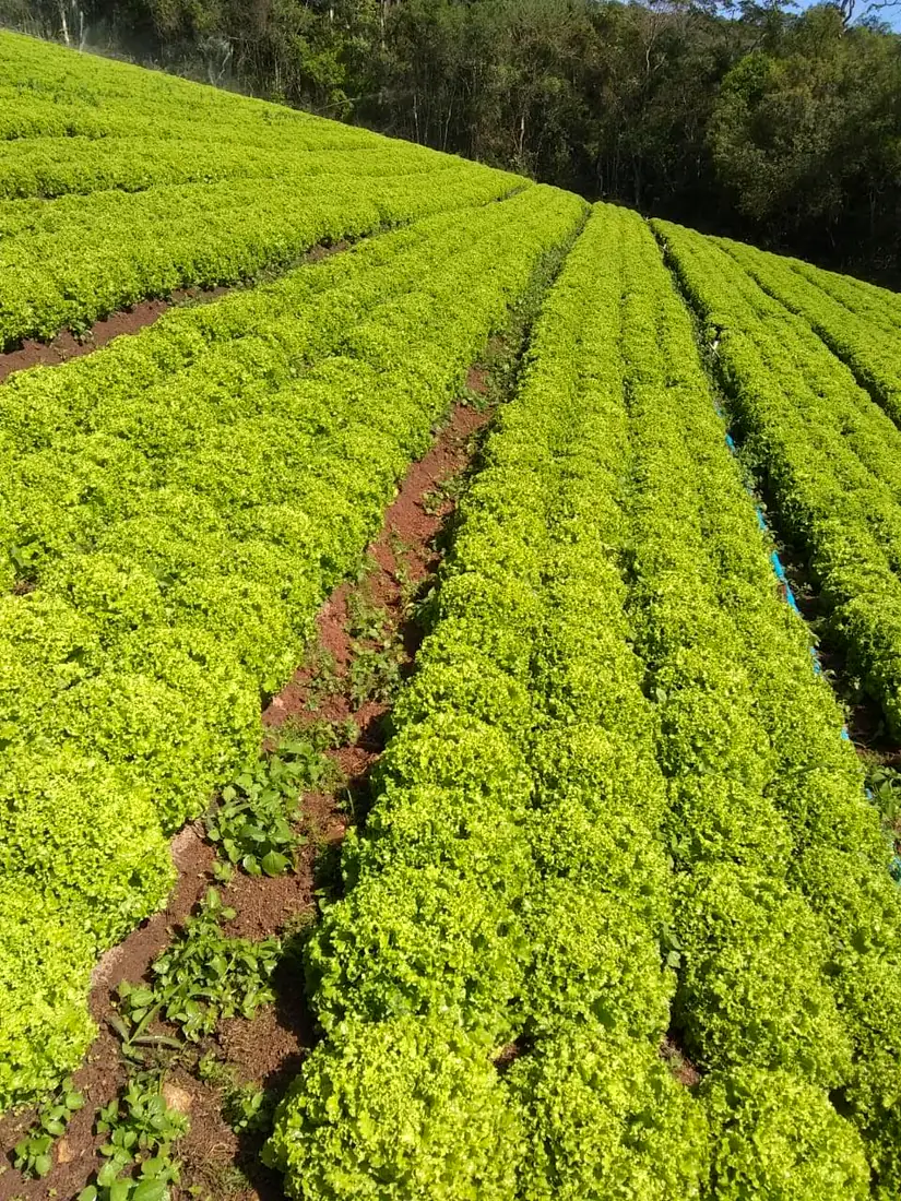 Lavoura de alface em canteiros na encosta