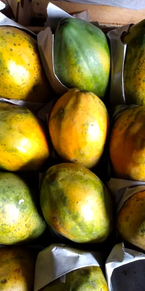 Mamões maduros em caixa