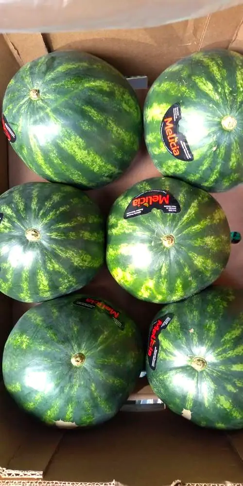 Melancias rajadas