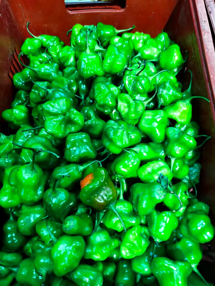 Caixa de pimentões verdes